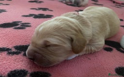 Golden Retriever dogs for sale: 🐾Sweet Golden Retriever Puppies-5 generation KC🐾 - Image 20
