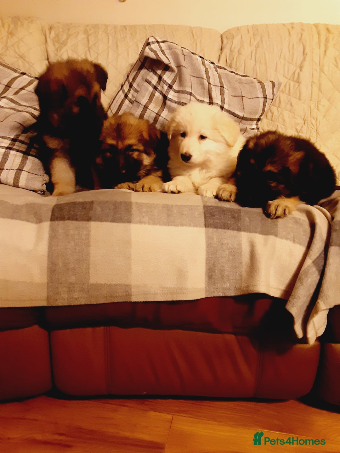 German Shepherd dogs for sale: Long haired German Shepherd pups - Advert 7