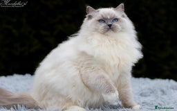 Ragdoll cats for stud: Amazing proven stud !!!  in Romford - Image 3