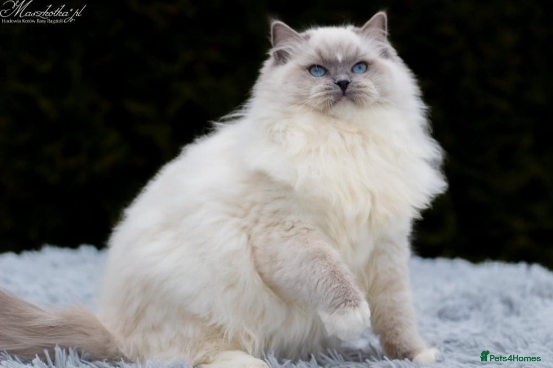Ragdoll cats for stud: Amazing proven stud !!!  in Romford - Image 3