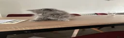 British Shorthair cats for sale: British shorthair and longhair kittens - Advert 8