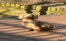 Miniature Dachshund dogs for sale: Isabella & tan long haired dapple - Image 16
