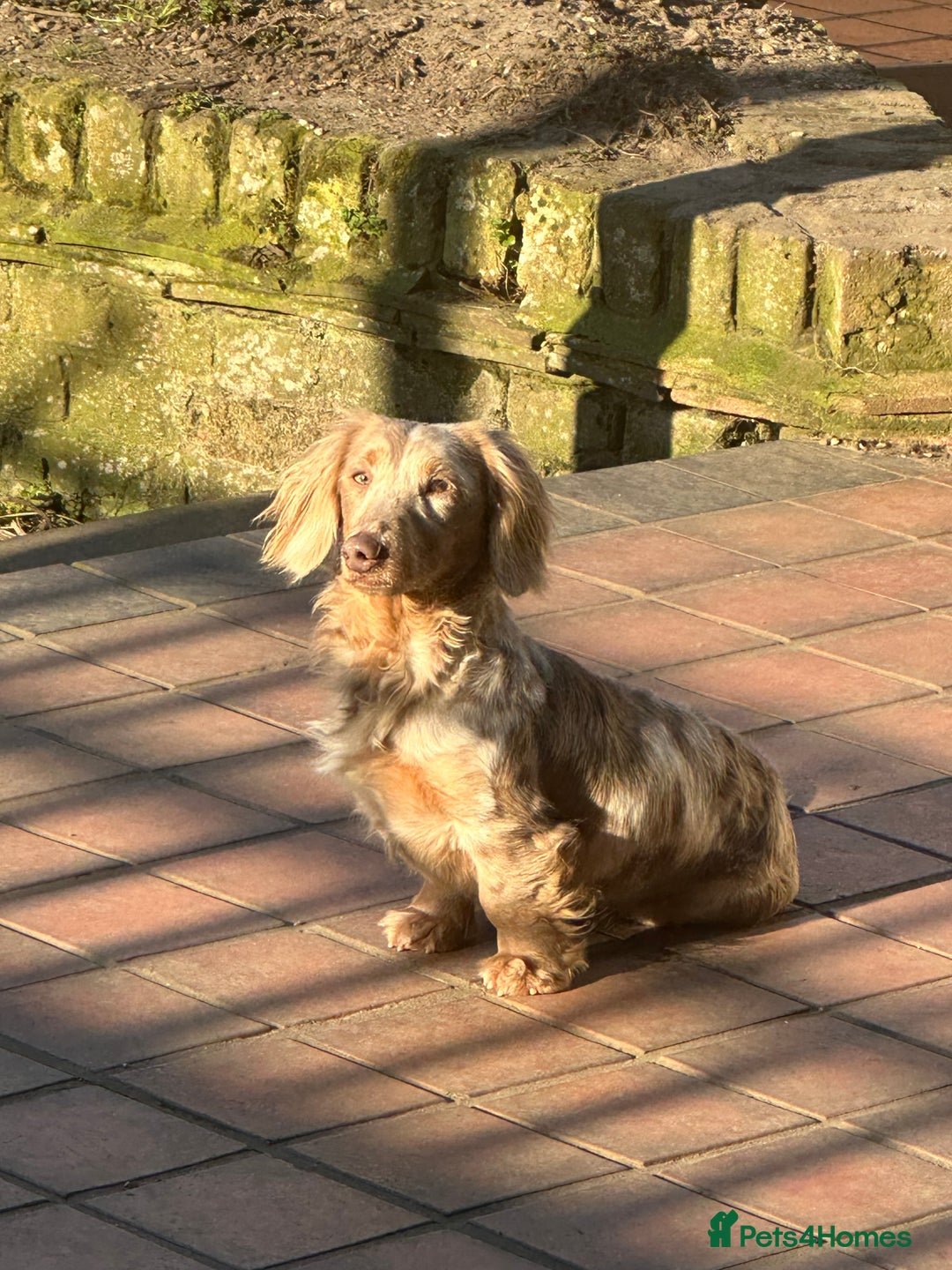 Miniature Dachshund dogs for sale: Isabella & tan long haired dapple - Image 16