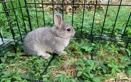 Netherland Dwarf rabbits for sale: Bunnies Netherland Dwarf Rabbits - Image 11
