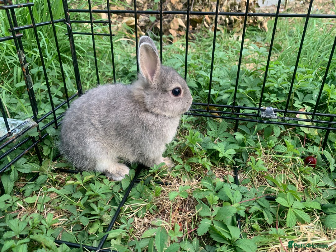Netherland Dwarf rabbits for sale: Bunnies Netherland Dwarf Rabbits - Image 11