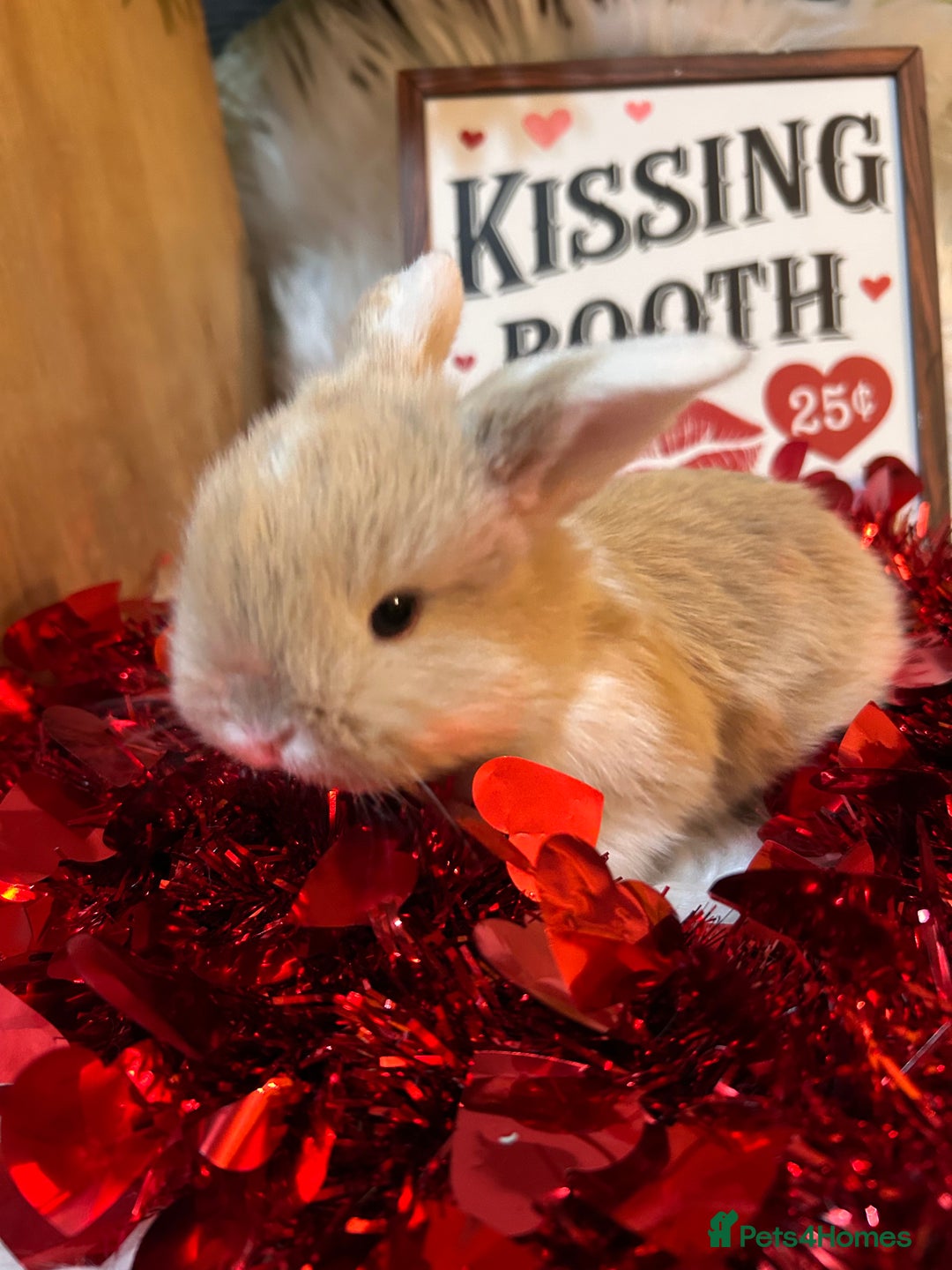 Mini Lop rabbits for sale: 🌼Mini lop Girls 🌼 - Advert 3