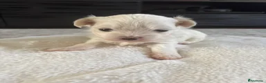 Maltese Puppy 4
