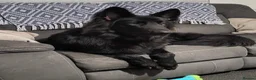 German Shepherd dogs for sale: Health tested long coat  German shepherd puppies in Sheffield - Advert 8