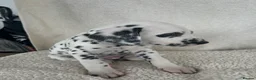 Dalmatian dogs for sale: Dalmatian Puppies  - Advert 31