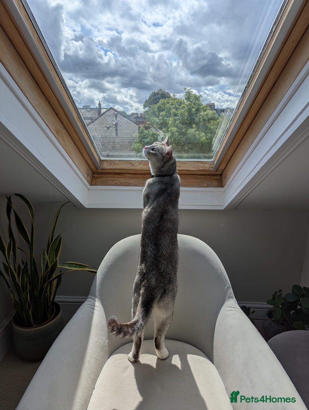 Mixed Breed cats for adoption: SKY - UNUSUAL MIXBREED HANDSOME PERFECT HEALTH - Image 17