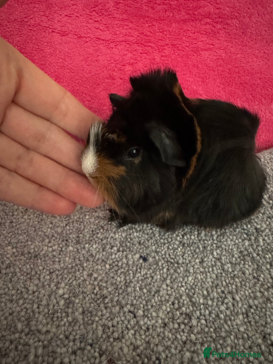 Guinea Pig rodents for sale: Guinea pig baby Tri colour Peruvian boar  - Image 4