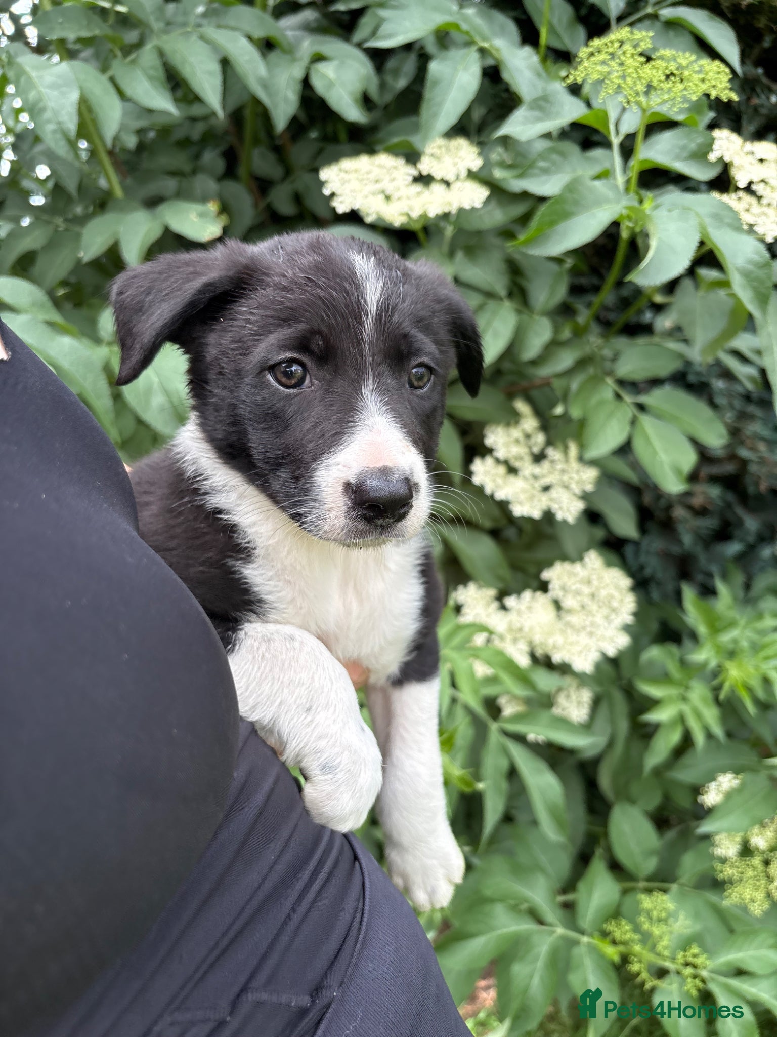 Mixed Breed dogs 7 week old Collie X Kelpie  - Advert 3