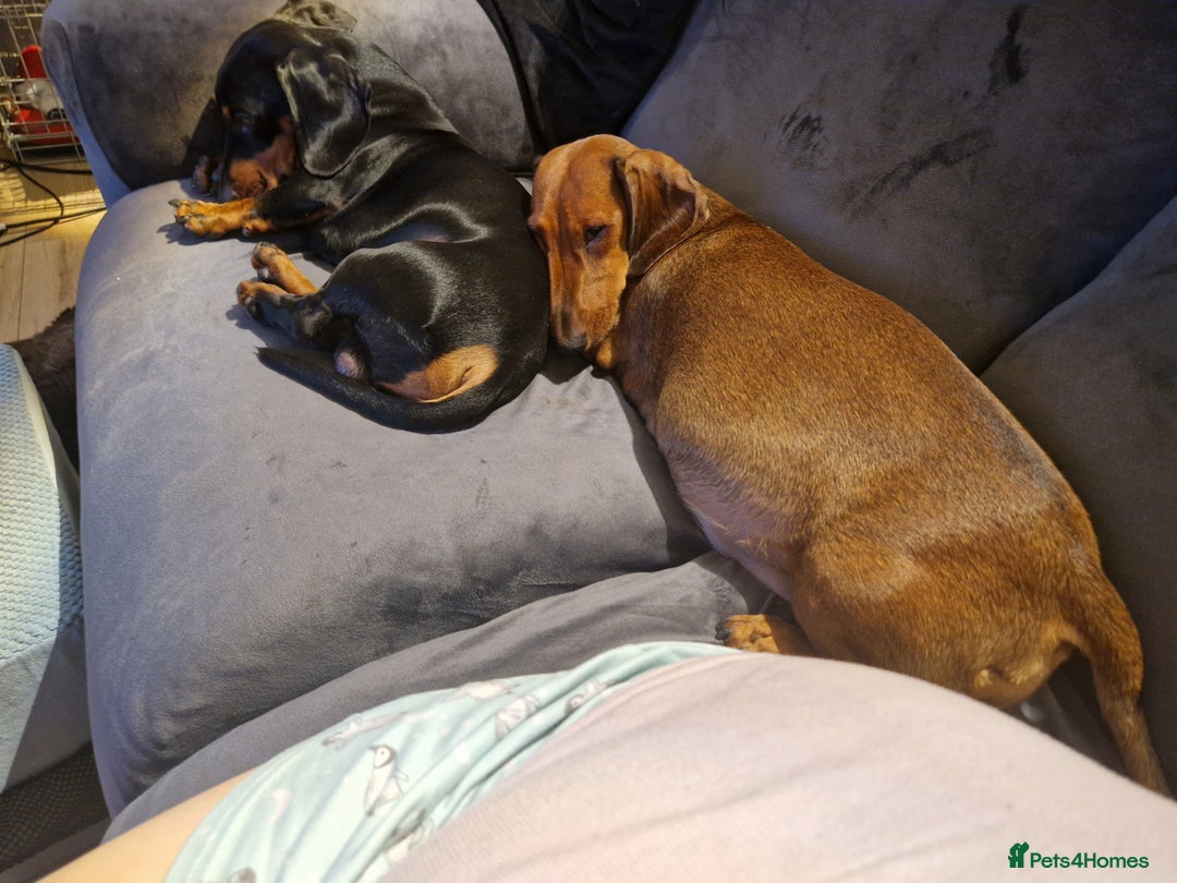 Miniature Dachshund dogs for sale: Miniature dachshund  - Image 2