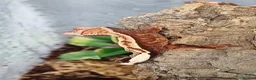 Gecko reptiles for sale: Baby Crested Geckos!! - Advert 10