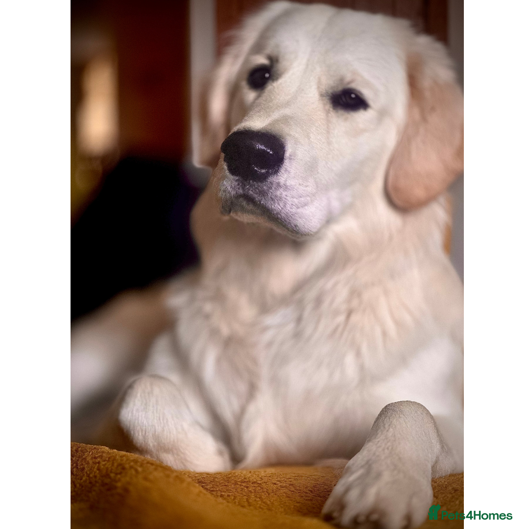 Golden Retriever dogs for stud: Louie Luna Available For Stud K.C. Registered in Bradford - Image 2