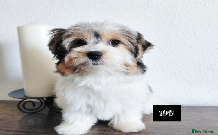 Biewer Terrier dogs in Sittingbourne - Advert 7