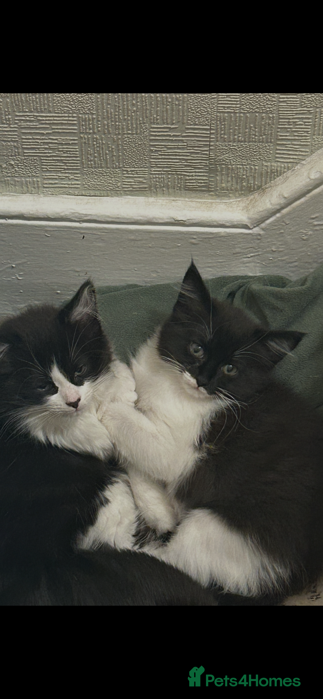 Mixed Breed cats for adoption: 2 kittens for adoption  - Advert 3