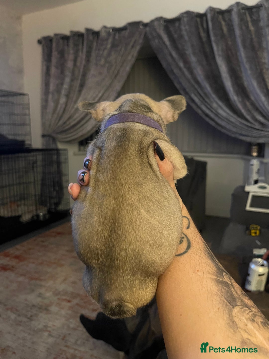 French Bulldog dogs for sale: French bull dog puppies - Image 4