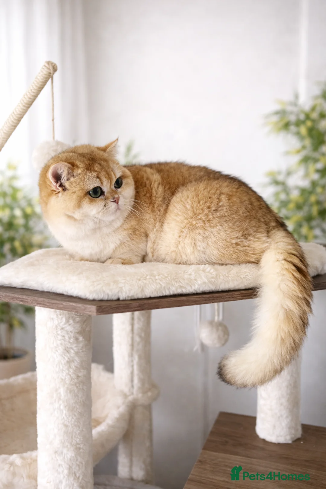 British Shorthair cats for sale: 🏆 Amazing Golden NY12 BSH Boy 🏆 - Advert 9