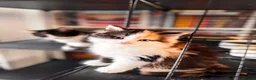 Mixed Breed cats for sale: Sweets without calories!! - Advert 19