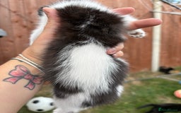 Domestic Shorthair cats for sale: 5 Beautiful kittens ready to leave  - Image 13