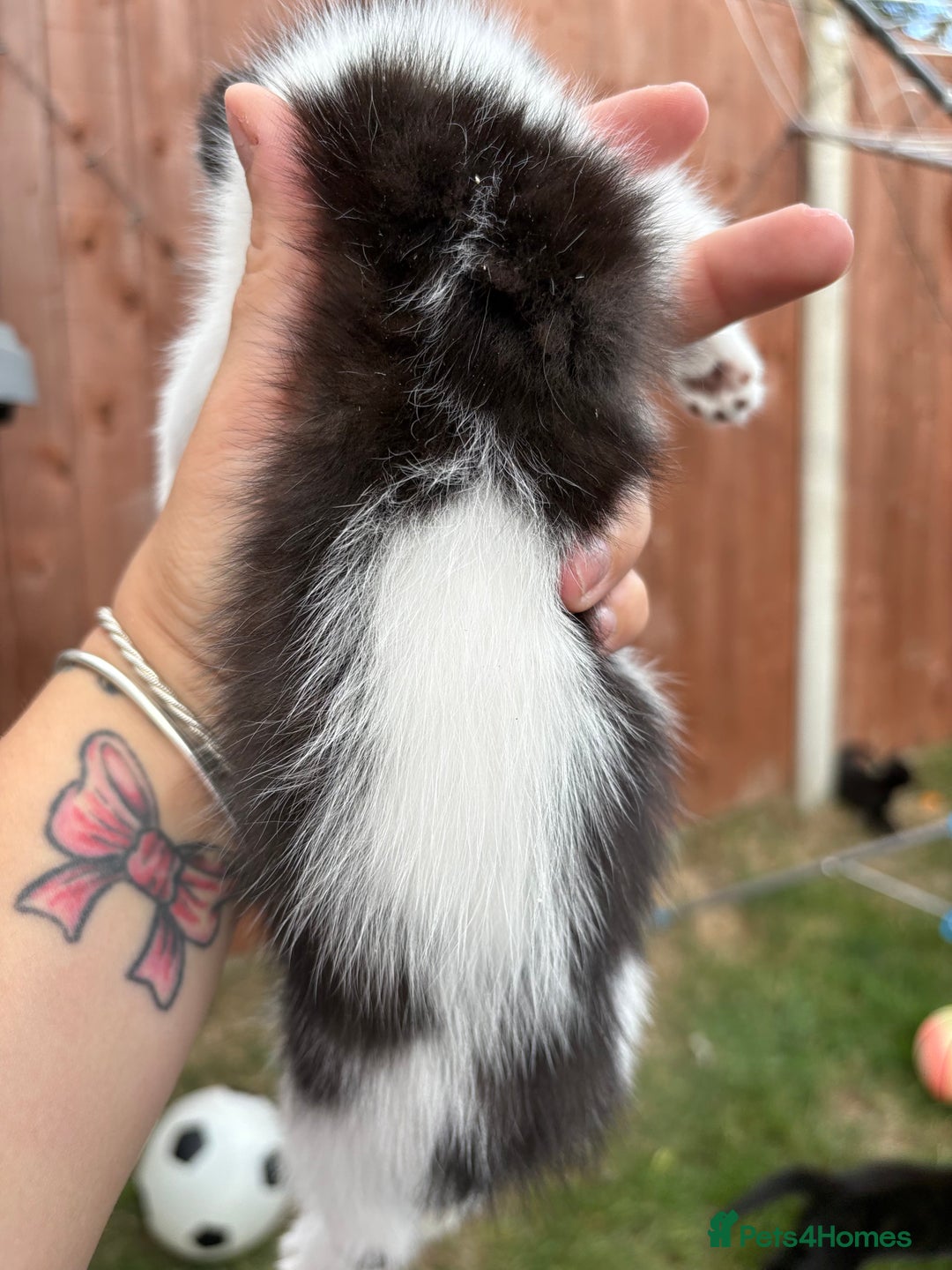 Domestic Shorthair cats for sale: 5 Beautiful kittens ready to leave  - Image 13