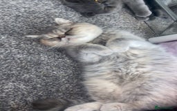 Mixed Breed cats for sale: Exotic cross kittens  - Image 10