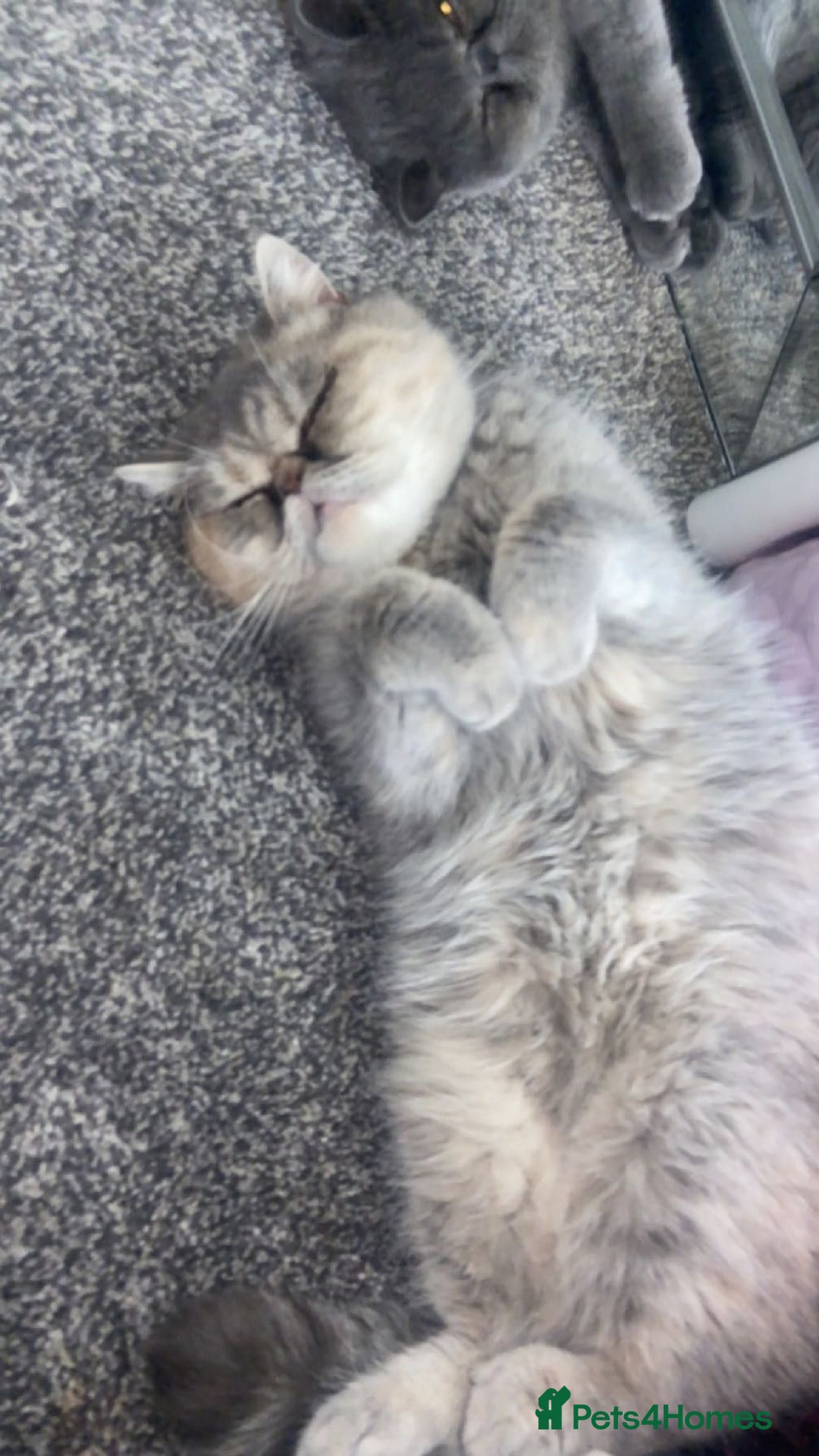 Mixed Breed cats for sale: Exotic cross kittens  - Image 10
