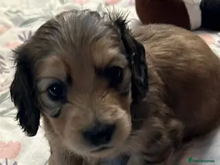 Miniature Dachshund dogs SHADED CREAM LONGHAIR MINIATURE DACHSHUND - Advert 1