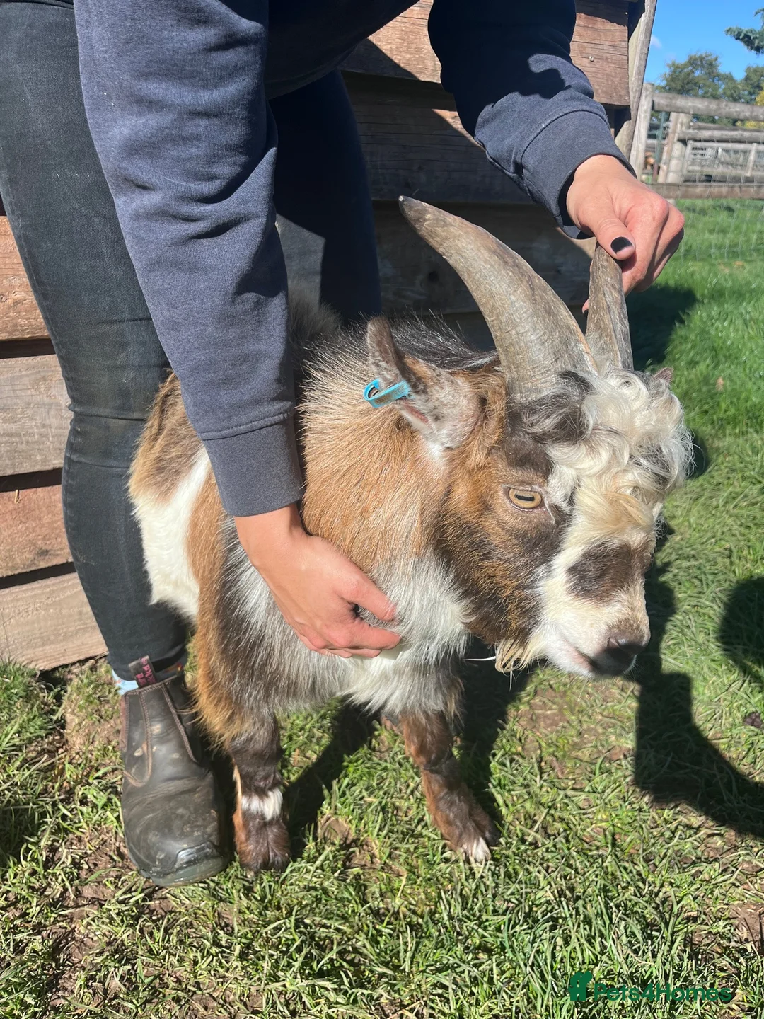 Goats livestock for sale: Entire Pygmy Billy Ready For Work - Advert 3