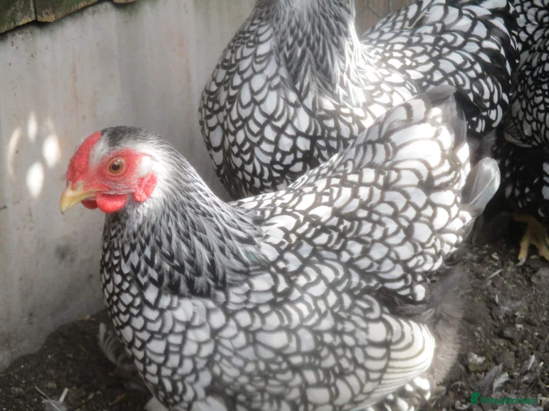 Chickens poultry for sale: Quality Silver Laced Wyandotte Bantam Pullets - Advert 2