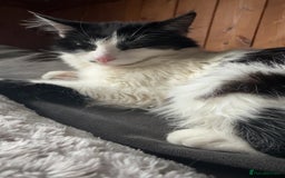 Domestic Shorthair cats for sale: semi long hair girl 9 weeks old/ price negotiable  - Image 9