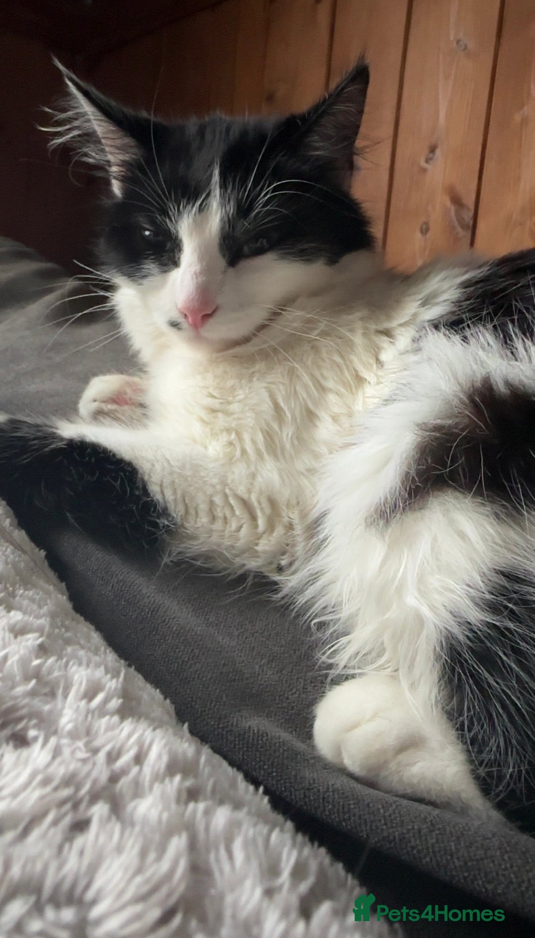 Domestic Shorthair cats for sale: semi long hair girl 9 weeks old/ price negotiable  - Image 9