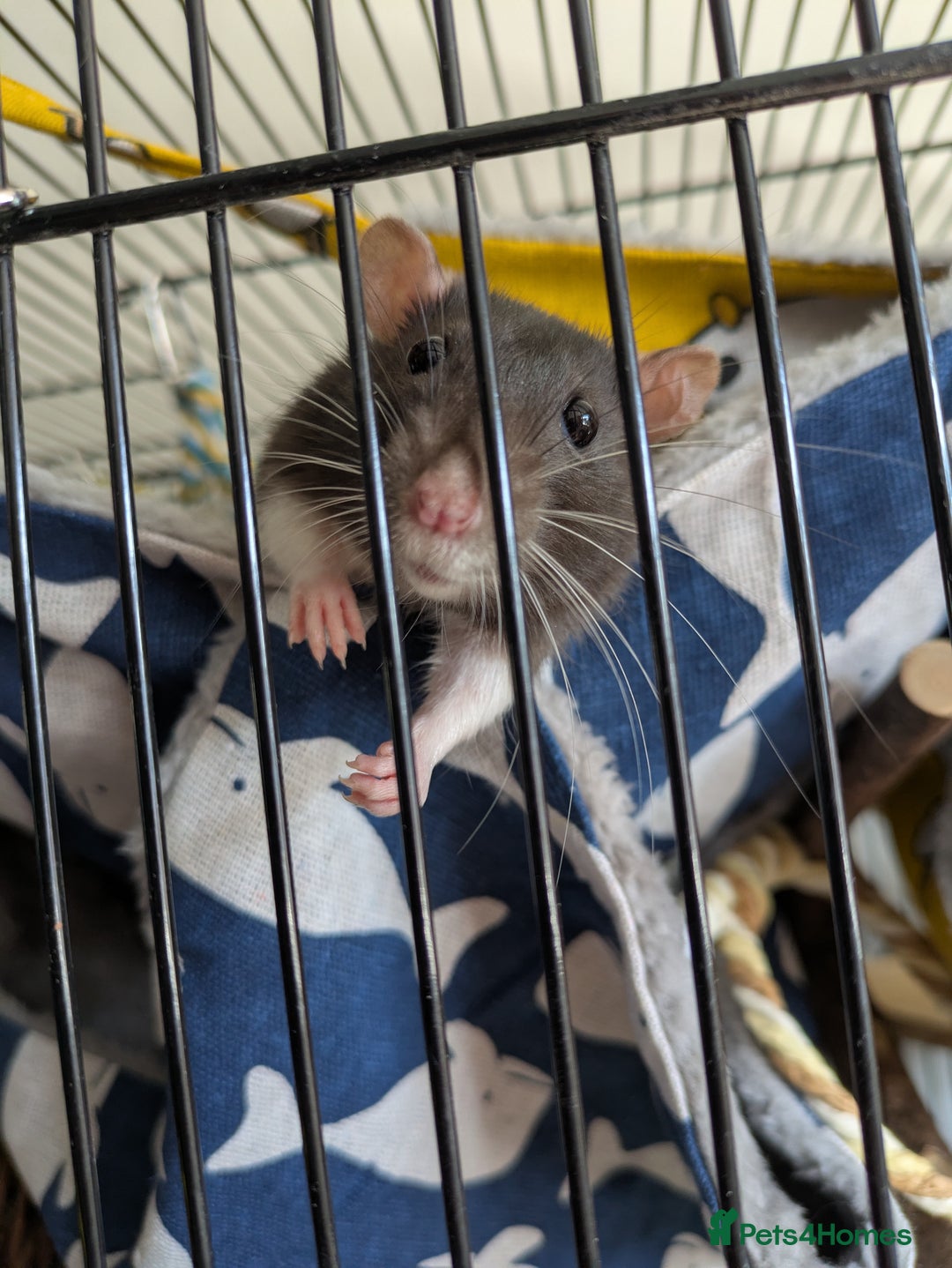 Rat rodents for sale: 2 female rats - Image 5