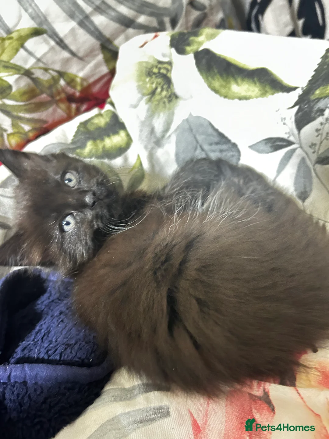 Turkish Van cats for sale: Kittens turkish Van  - Advert 9