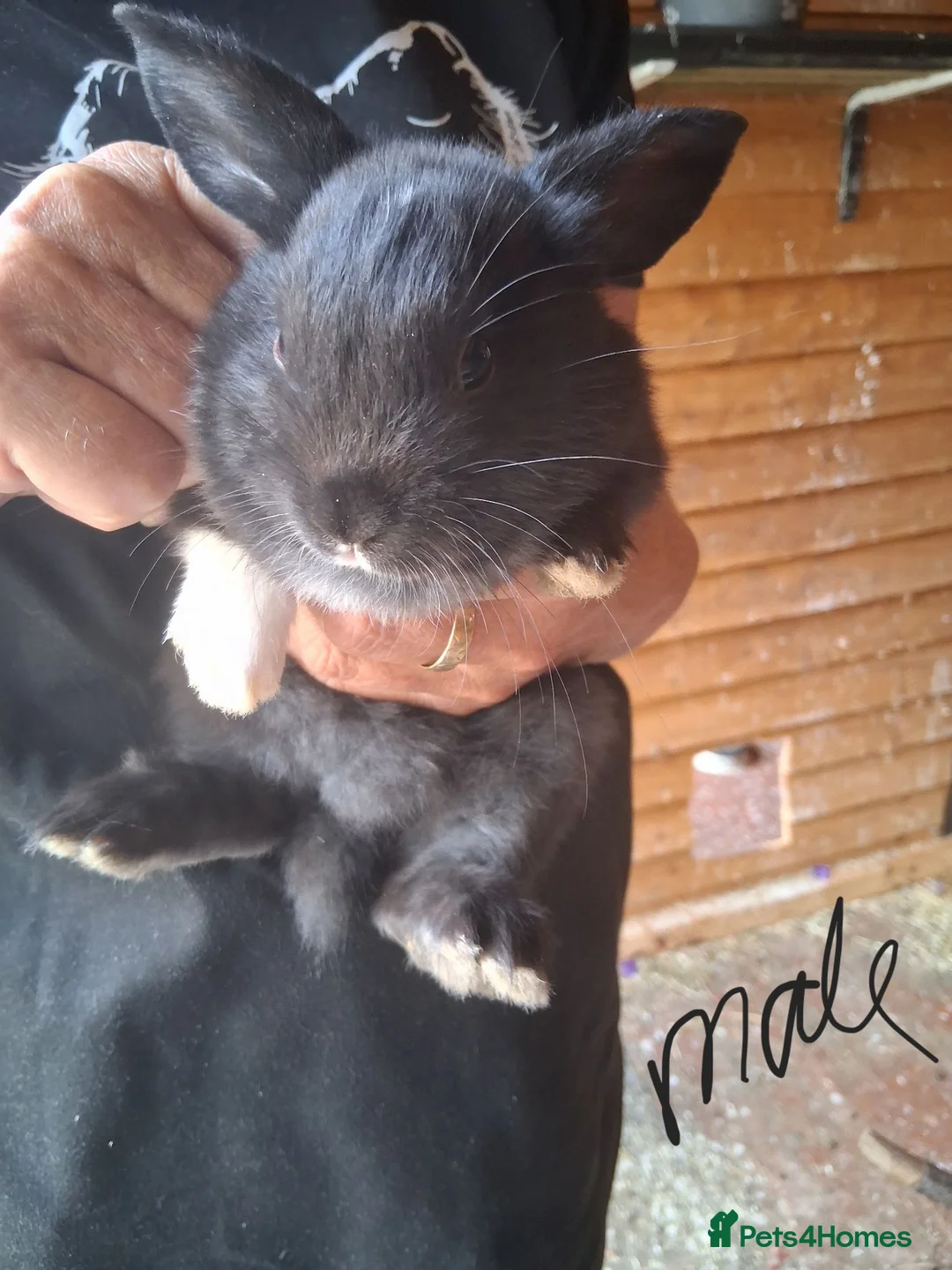 Mixed Breed rabbits for sale: 8 baby bunnies  - Advert 8