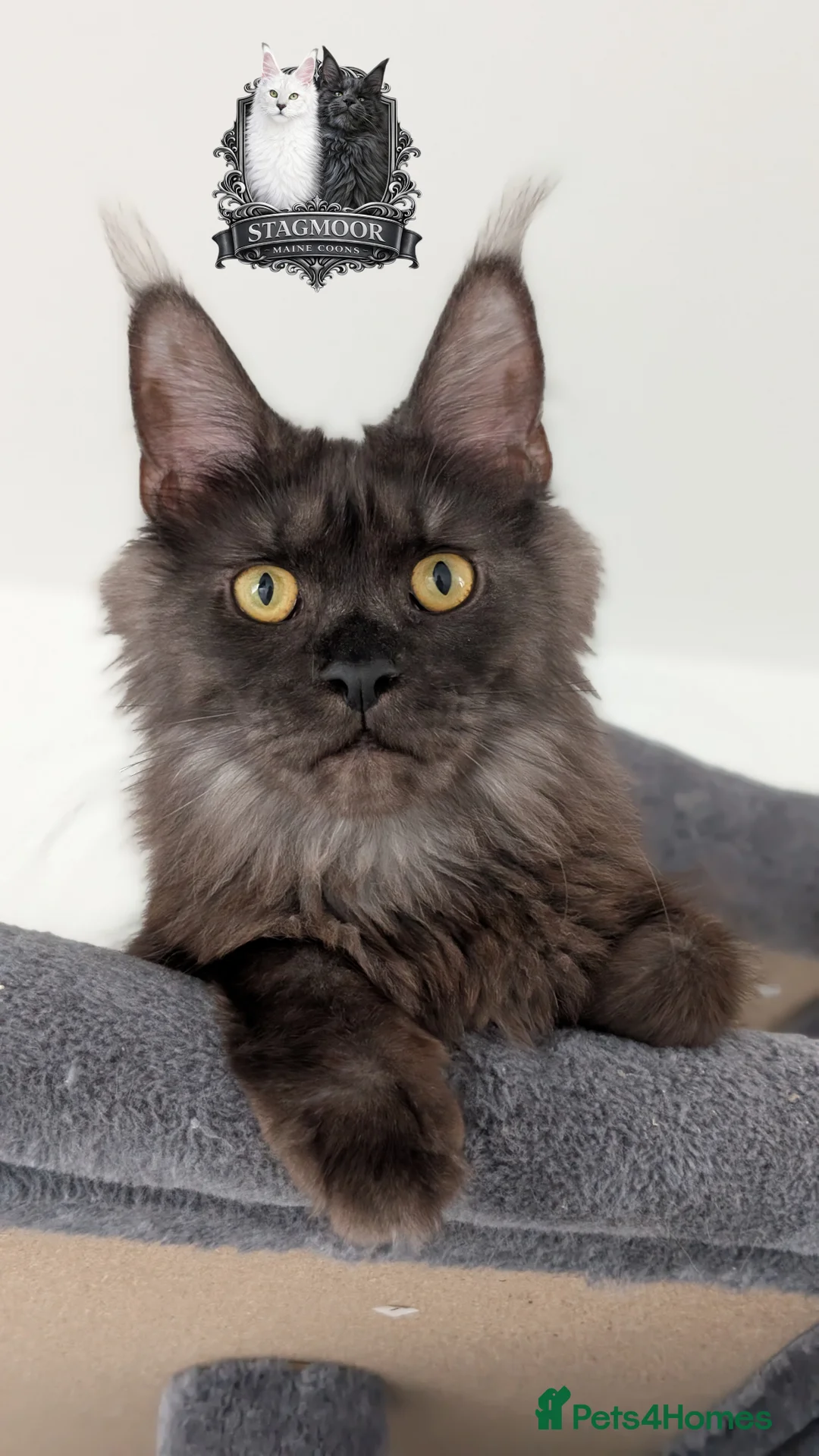 Maine Coon cats for sale: Large Exceptional Maine Coon Kittens – Due May - Advert 8