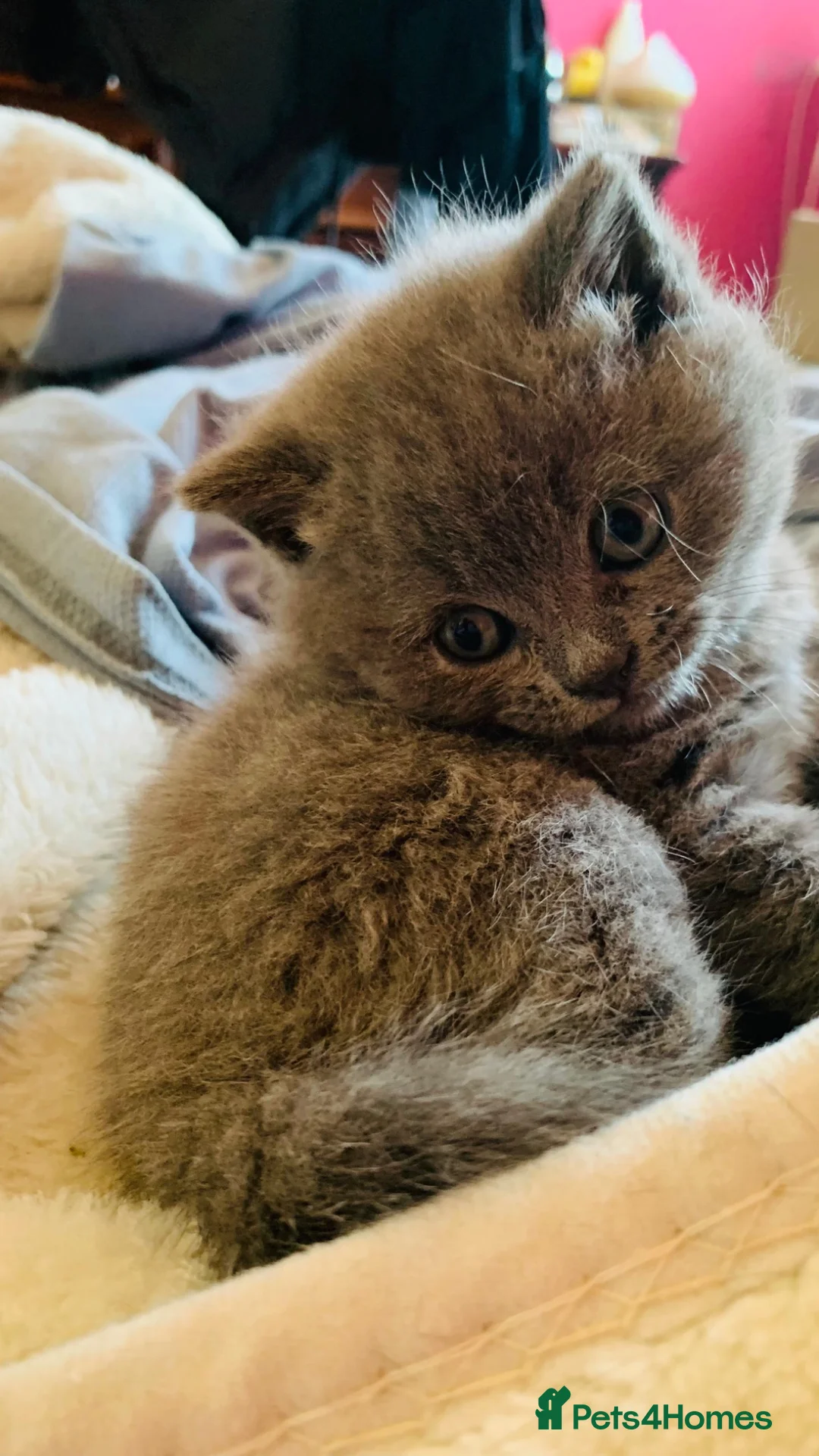 British Shorthair cats for sale: “British Shorthair Blue [Kitten/Cat]–[Age10 weeks] - Advert 2
