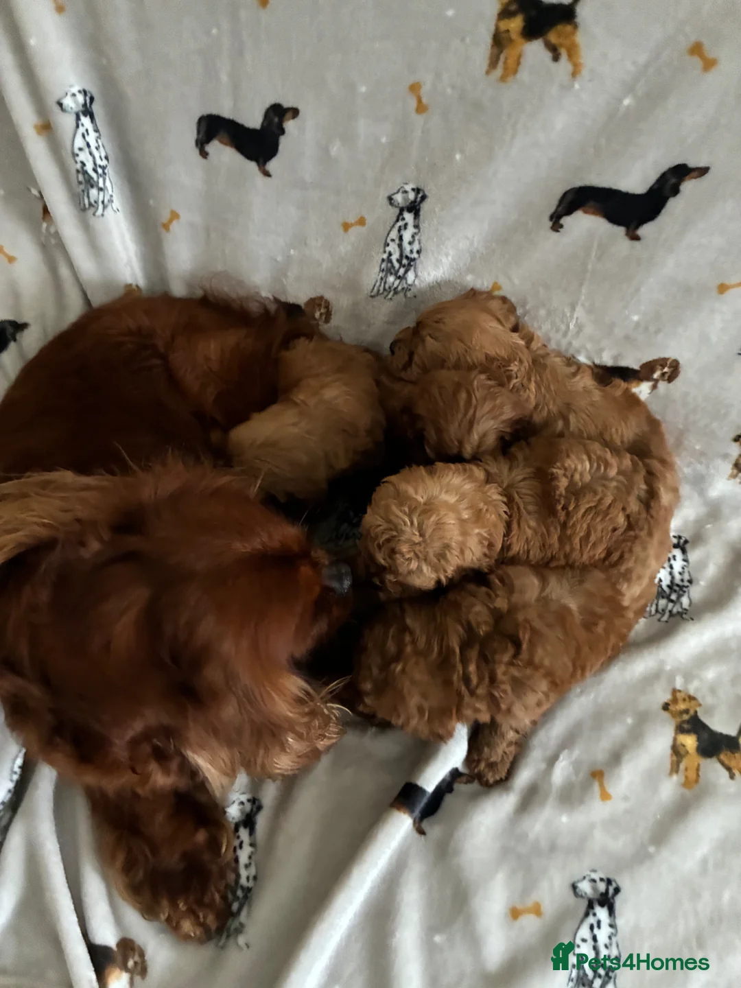 Cavapoo dogs for sale: We have a gorgeous litter of Cavapoo puppies  - Advert 2