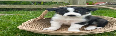 Border Collie Puppy 4