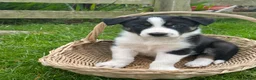 Border Collie dogs for sale: Border collie pups from working farm  - Advert 11