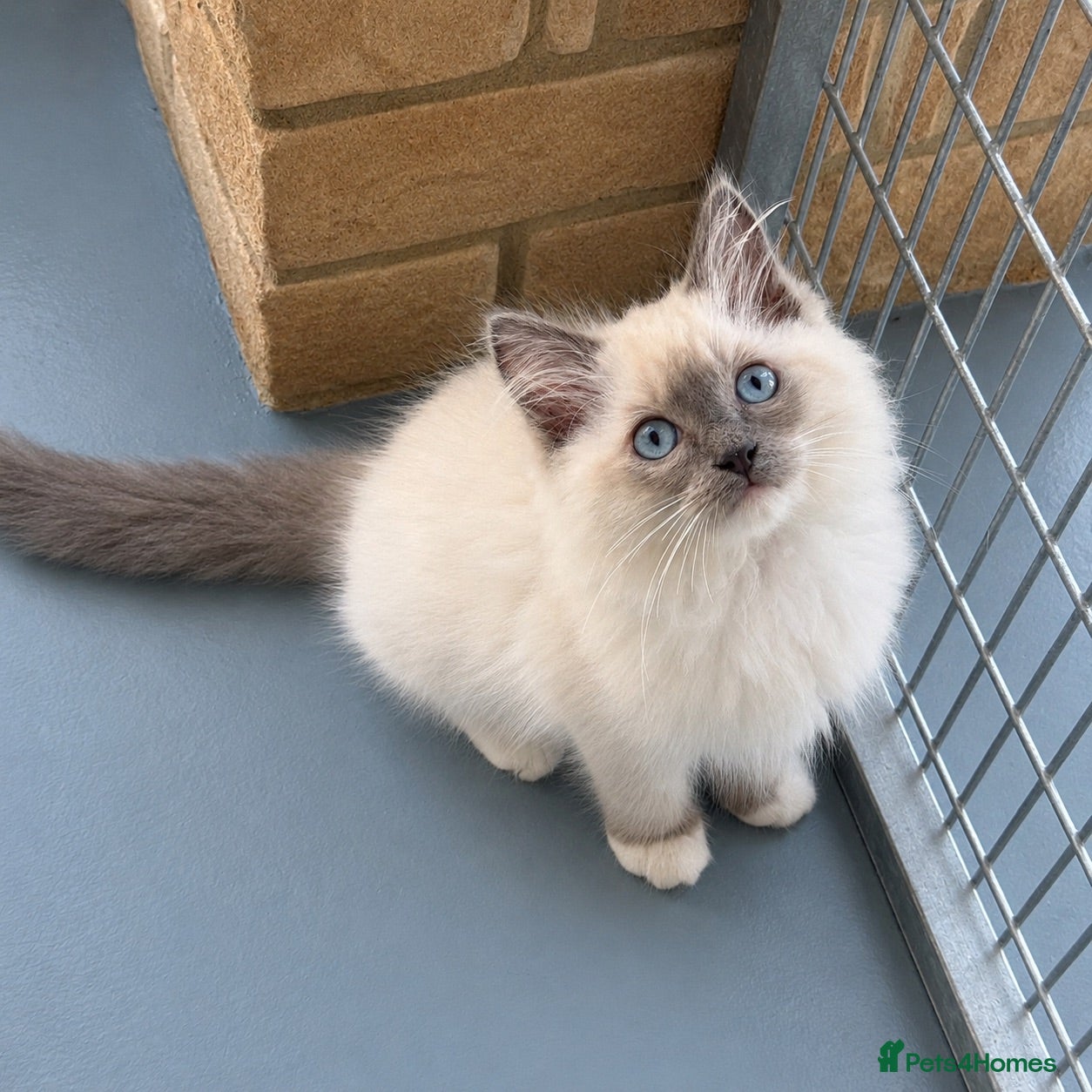 Ragdoll cats Beautiful Ragdoll kittens 5 ⭐️ licensed breeder  - Advert 8
