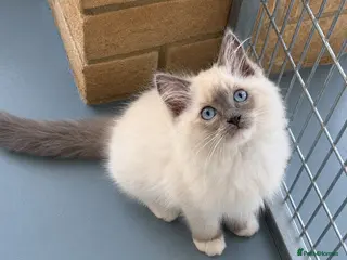 Ragdoll cats Beautiful Ragdoll kittens 5 ⭐️ licensed breeder - Advert 8