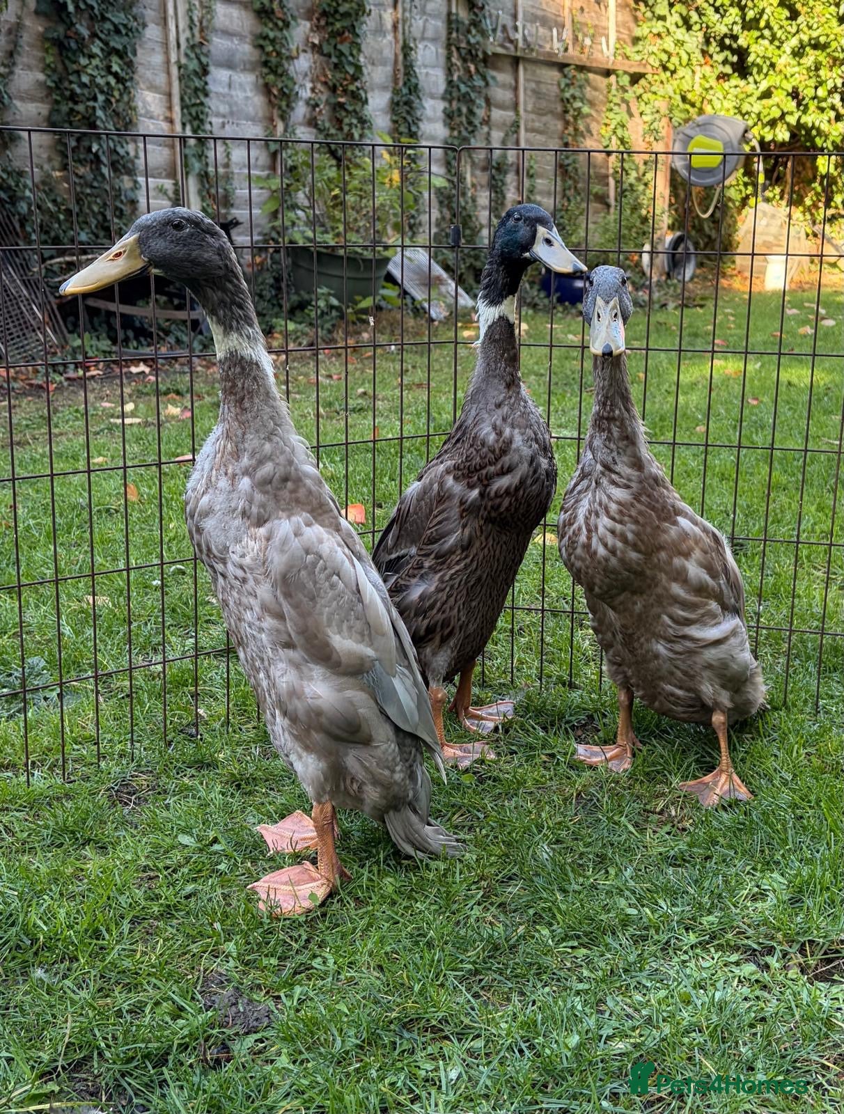 Ducks poultry for sale: Indian Runner Drakes  - Advert 2