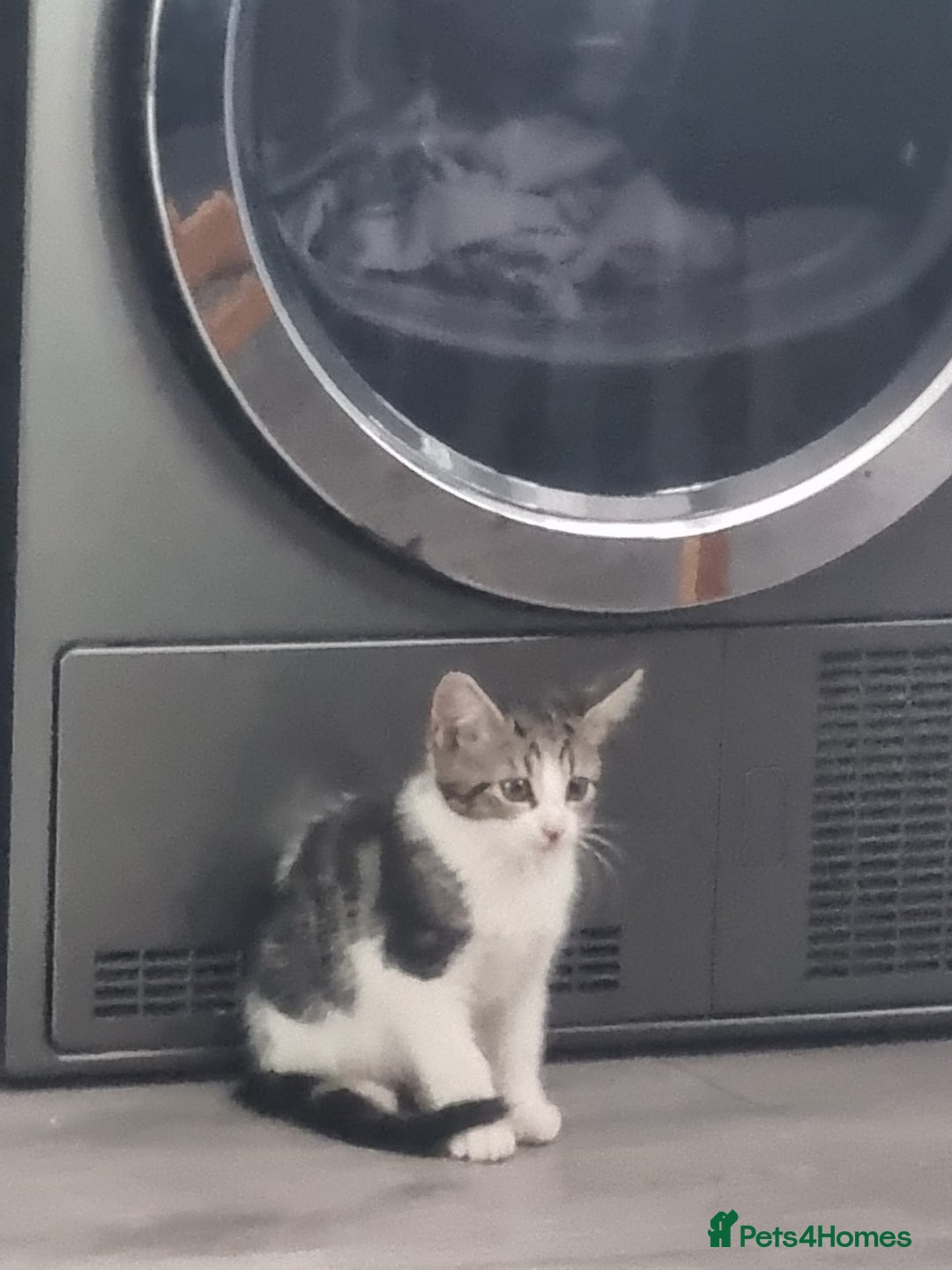 Mixed Breed cats for sale: ******s - Image 4