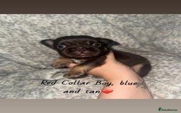 French Bulldog dogs for sale: Visual Fluffy French Bulldog - Image 6