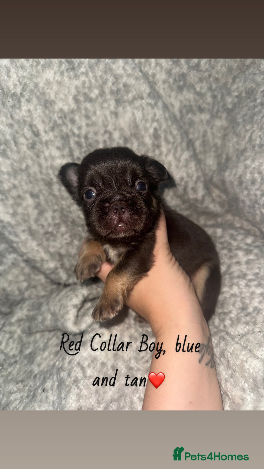 French Bulldog dogs for sale: Visual Fluffy French Bulldog - Image 6
