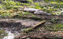 Ducks poultry for sale: Muscovy ducklings  - Image 6