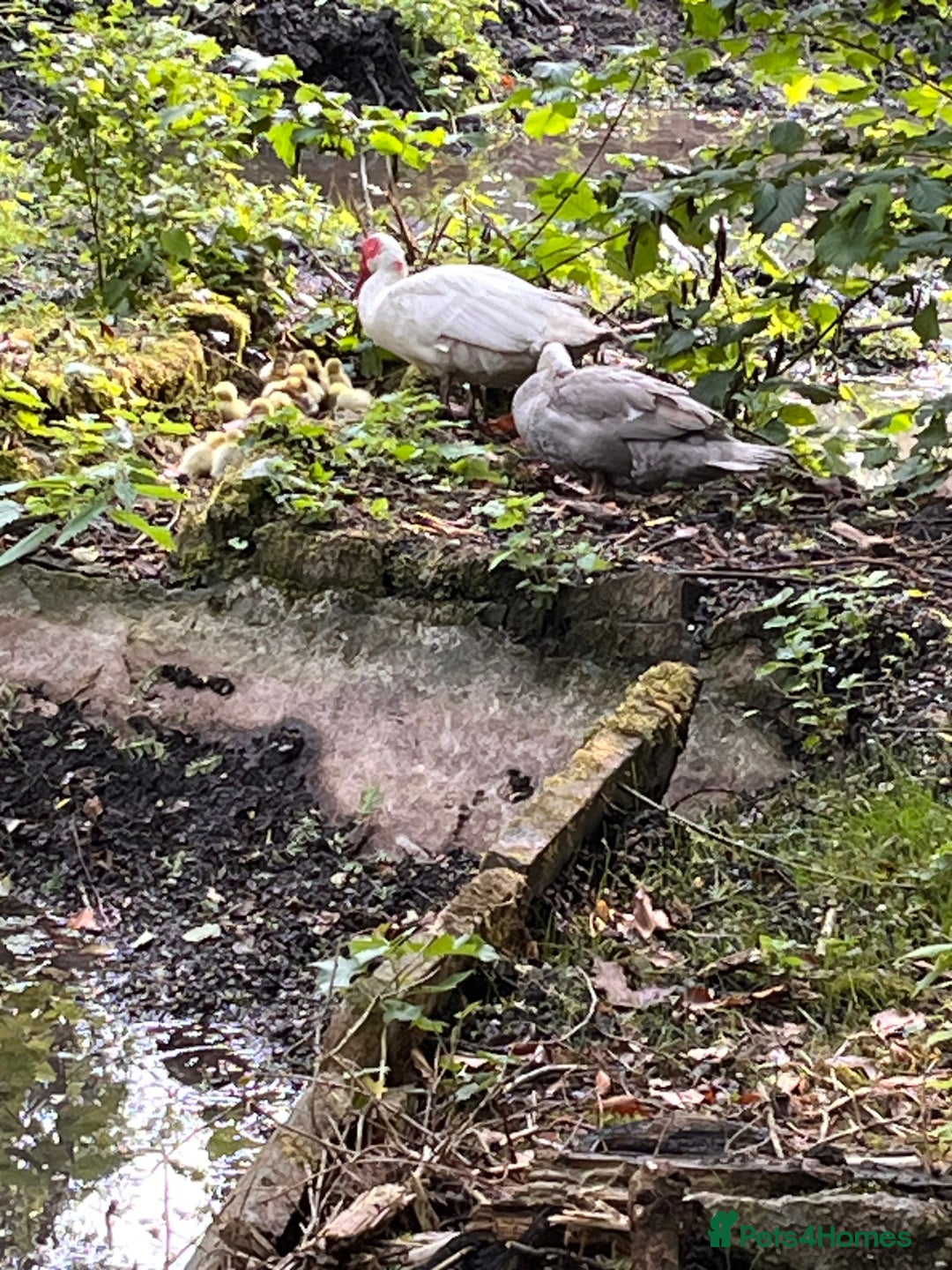 Ducks poultry for sale: Muscovy ducklings  - Image 6