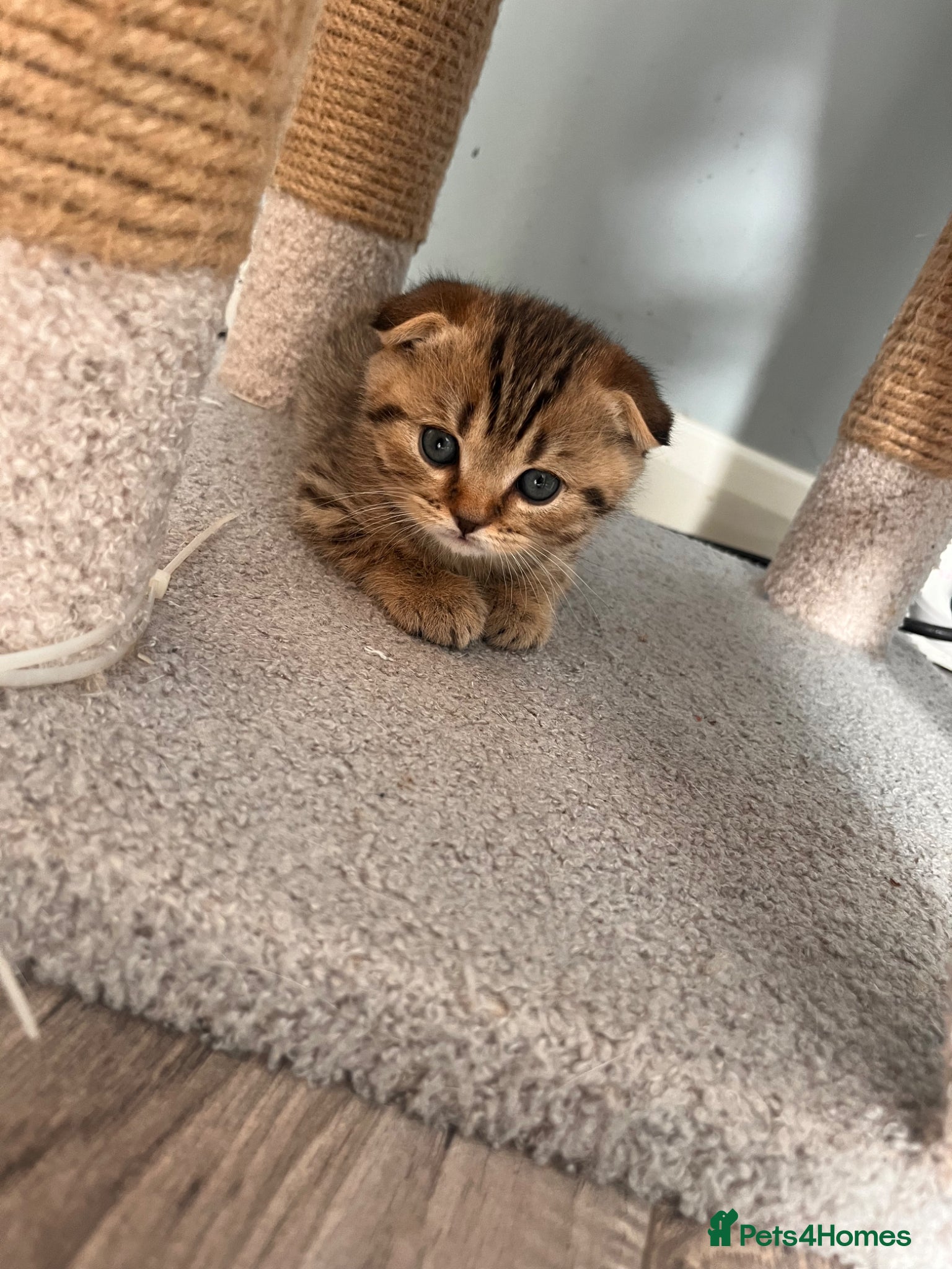 Scottish Fold cats Scottish fold/straight kittens  - Advert 5